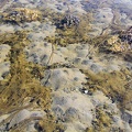 Подводный мир на мелководье: "вулканирующая" колония пескожилов.