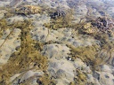 Подводный мир на мелководье: "вулканирующая" колония пескожилов.