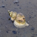 Нептунея (Neptunea) — род брюхоногих моллюсков из семейства трубачи Buccinidae. 