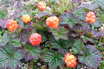  Rubus hamaemorus