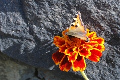 Бабочка, цветок и камень