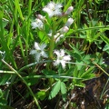Вахта трёхлистная Menyanthes trifoliata  цветёт